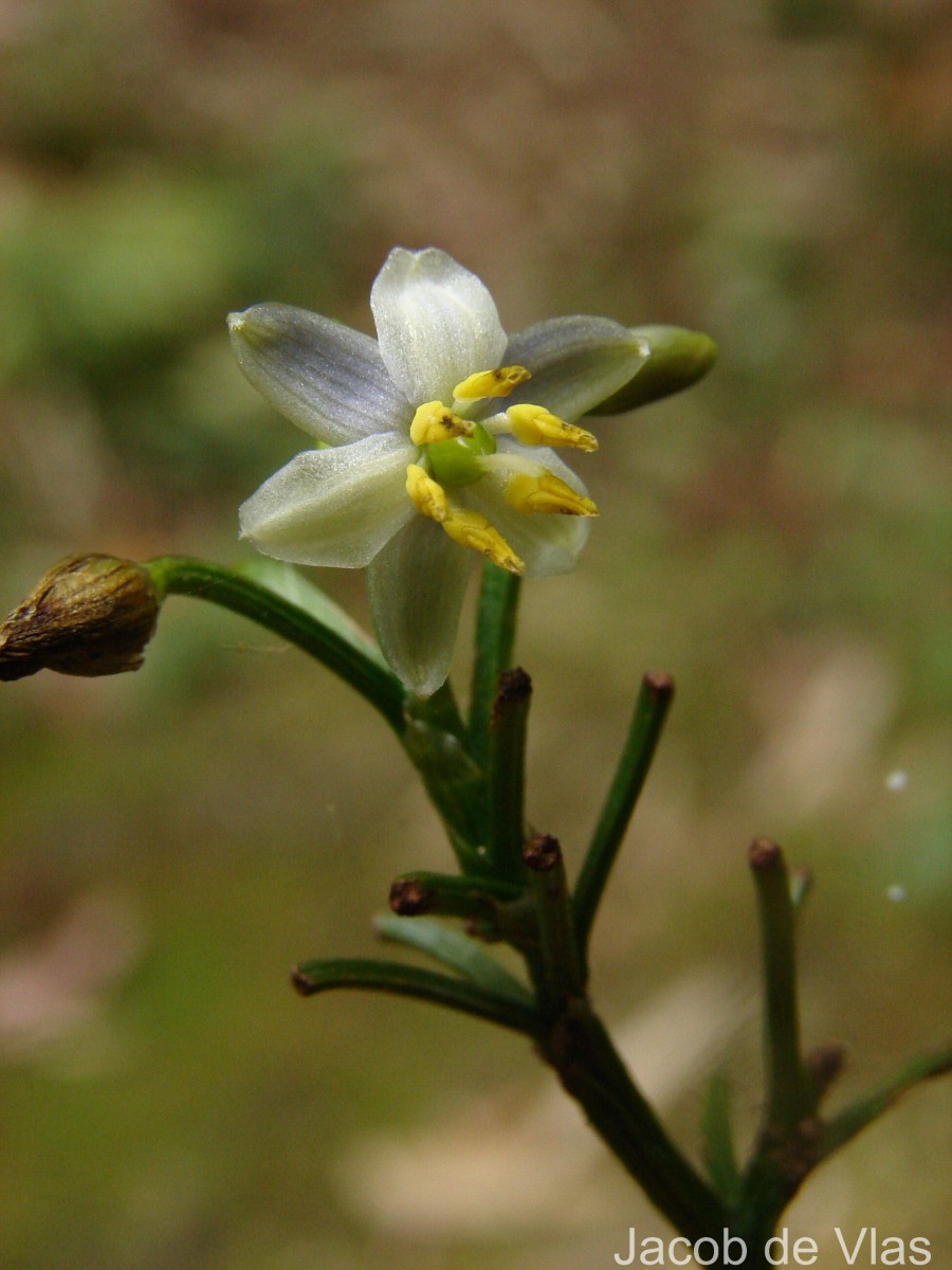 Dianella ensifolia (L.) Redouté